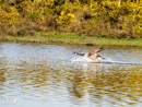 Canada Goose - Gęś Kanadyjska